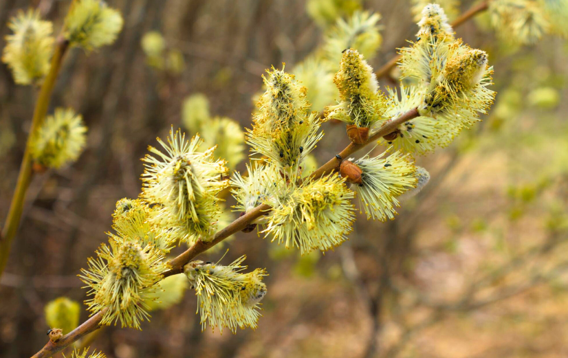 Pollen van de wilgenboom